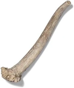 Antler Dog Chew From Pet Expertise, Gigantic 12-14" Long, 1 Piece -Dog Supplies Store 31Mg1uu9IHL. AC