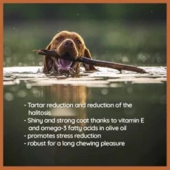 Wildfang® Olive Wood - Chewing Stick For Dogs, 100% Natural Dog Toy, Dental Care & Training… -Dog Supplies Store 414a5SsjRJL