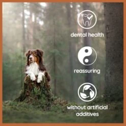 Wildfang® Olive Wood - Chewing Stick For Dogs, 100% Natural Dog Toy, Dental Care & Training… -Dog Supplies Store 41DCQF2BMRL