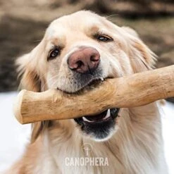 Canophera Coffee Wood Dog Chew Sticks For Regular Chewers - Size Small 14 Canophera Coffee Wood Dog Chew Sticks For Regular Chewers - Size Small -Dog Supplies Store 41PXBDz18IL
