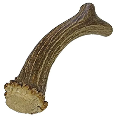 WhiteTail Naturals | Premium Deer Antlers For Dogs (Extra Large) | All Natural Antler Dog Chew | Naturally Shed, Long Lasting Chew Bone, Made In USA 1 WhiteTail Naturals | Premium Deer Antlers For Dogs (Extra Large) | All Natural Antler Dog Chew | Naturally Shed, Long Lasting Chew Bone, Made In USA