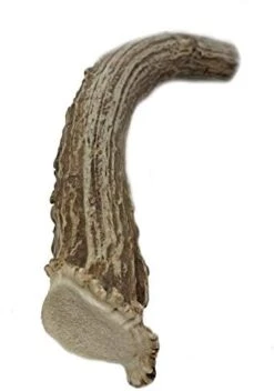 WhiteTail Naturals | Premium Deer Antlers For Dogs (Extra Large) | All Natural Antler Dog Chew | Naturally Shed, Long Lasting Chew Bone, Made In USA 16 WhiteTail Naturals | Premium Deer Antlers For Dogs (Extra Large) | All Natural Antler Dog Chew | Naturally Shed, Long Lasting Chew Bone, Made In USA -Dog Supplies Store 41dQBNc4x3L. AC