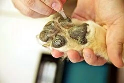 PawFriction - Paw Pad Traction - Increase Your Dog's Quality Of Life (Packaging May Vary) -Dog Supplies Store 41nXzXAsHpL