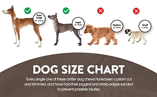 WhiteTail Naturals | Premium Deer Antlers For Dogs (Extra Large) | All Natural Antler Dog Chew | Naturally Shed, Long Lasting Chew Bone, Made In USA 4 WhiteTail Naturals | Premium Deer Antlers For Dogs (Extra Large) | All Natural Antler Dog Chew | Naturally Shed, Long Lasting Chew Bone, Made In USA - Image 4