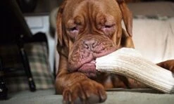 EcoKind Pet Treats Premium Elk Antlers For Dogs – Natural Antler Dog Treats – Healthy & Long-Lasting Dog Antler Tips – Odorless & Delicious – No Chemicals – 4 Pack