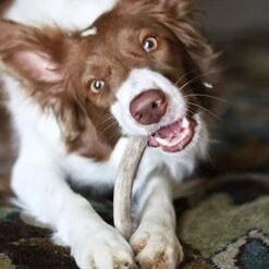 Pupford Split Elk Antlers | Durable & Tough Chew Toy & Treat For Aggressive Chewers - Long Lasting, All Natural, Cleans Teeth & Engages Your Pup | 5-8” Long (1 Count) 11 Pupford Split Elk Antlers | Durable & Tough Chew Toy & Treat For Aggressive Chewers - Long Lasting, All Natural, Cleans Teeth & Engages Your Pup | 5-8” Long (1 Count) -Dog Supplies Store 41vmhl9vwXL