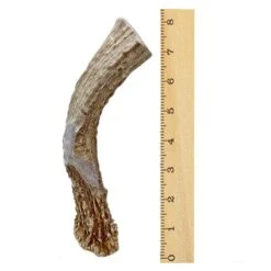 WhiteTail Naturals | Premium Deer Antlers For Dogs (Extra Large) | All Natural Antler Dog Chew | Naturally Shed, Long Lasting Chew Bone, Made In USA 11 WhiteTail Naturals | Premium Deer Antlers For Dogs (Extra Large) | All Natural Antler Dog Chew | Naturally Shed, Long Lasting Chew Bone, Made In USA -Dog Supplies Store 5134NnjD3NL