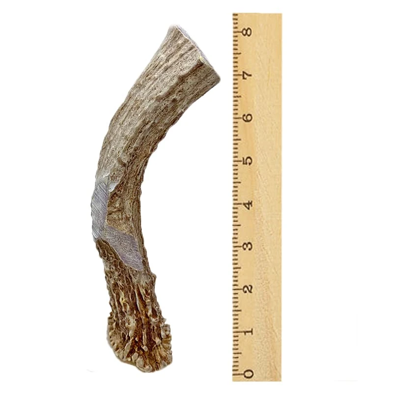 WhiteTail Naturals | Premium Deer Antlers For Dogs (Extra Large) | All Natural Antler Dog Chew | Naturally Shed, Long Lasting Chew Bone, Made In USA 3 WhiteTail Naturals | Premium Deer Antlers For Dogs (Extra Large) | All Natural Antler Dog Chew | Naturally Shed, Long Lasting Chew Bone, Made In USA - Image 3
