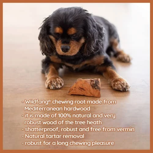 Wildfang® | Chewing Root Made From Tree Heather For Dogs, Dental Care & Masticatory Muscle Training, Natural Chew Toy…… 3 Wildfang® | Chewing Root Made From Tree Heather For Dogs, Dental Care & Masticatory Muscle Training, Natural Chew Toy…… - Image 3