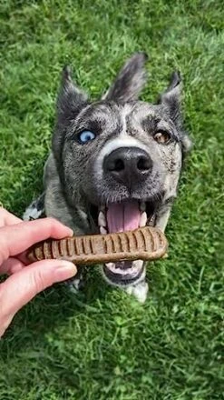 Jiminy's Dental Chews For Medium Sized Dogs – Cinnamon Dog Dental Chews, Teeth Cleaning Dog Treats, Reduce Tartar And Plaque, Made In USA, Cruelty Free, Dog Breath Freshener – 12 Chews 8 Jiminy's Dental Chews For Medium Sized Dogs – Cinnamon Dog Dental Chews, Teeth Cleaning Dog Treats, Reduce Tartar And Plaque, Made In USA, Cruelty Free, Dog Breath Freshener – 12 Chews -Dog Supplies Store 518z8qU5rkL