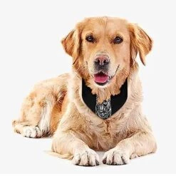 GENERIC Golden Retriever Dog Bandana,Dog Bandanas Triangle Bibs Scarf Accessories Minimal Head Cicumference -Dog Supplies Store 51kIgWQSdSL