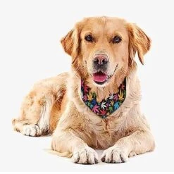 GENERIC Colorful Cannabiss Leaves On Black Dog Bandana,Dog Bandanas Triangle Bibs Scarf Accessories Minimal Head Cicumference -Dog Supplies Store 51mQEf7VYhL