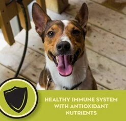 Avoderm, Dog Food Small Breed 7 Lb -Dog Supplies Store 51x2kdYpAWL