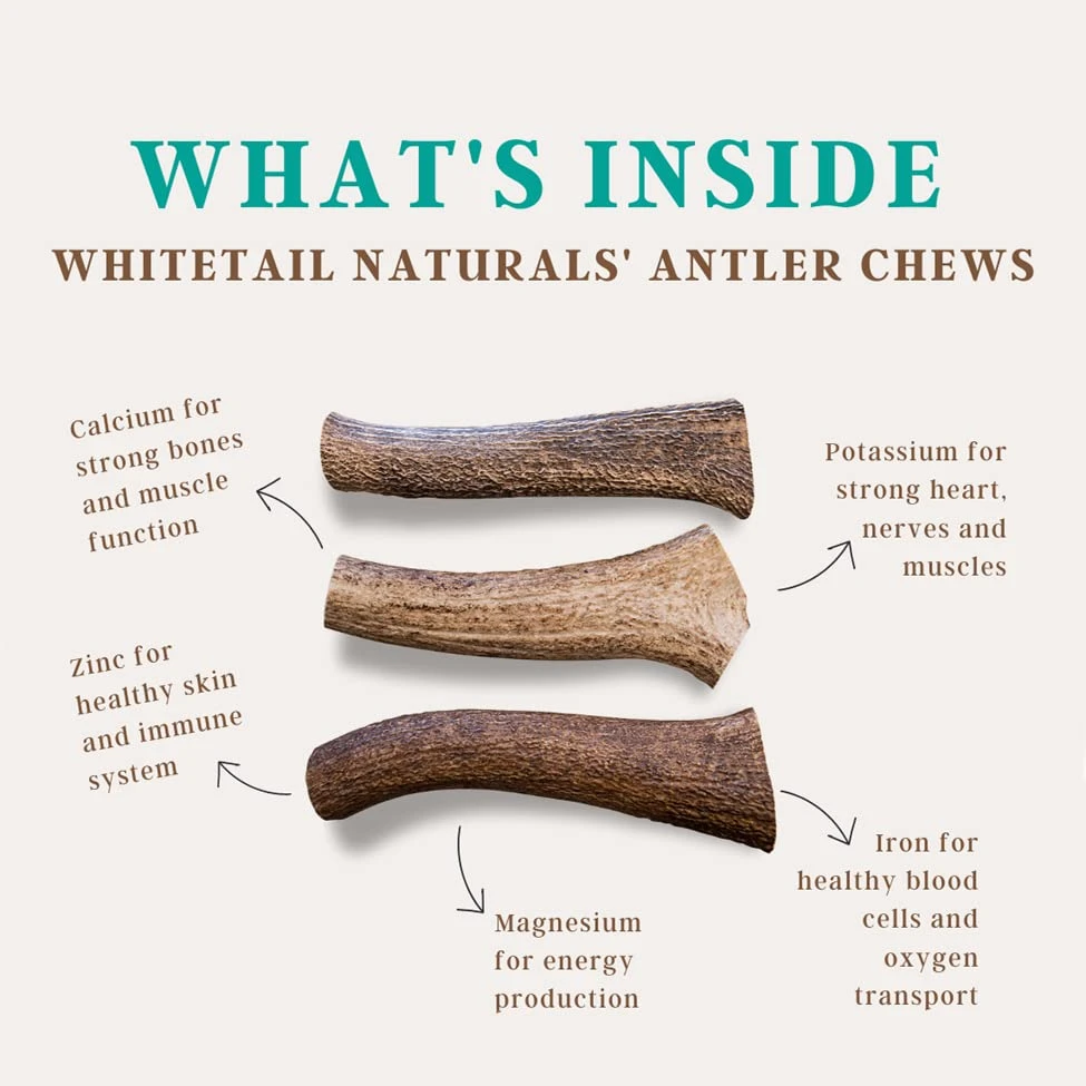 WhiteTail Naturals | Premium Deer Antlers For Dogs (Extra Large) | All Natural Antler Dog Chew | Naturally Shed, Long Lasting Chew Bone, Made In USA 5 WhiteTail Naturals | Premium Deer Antlers For Dogs (Extra Large) | All Natural Antler Dog Chew | Naturally Shed, Long Lasting Chew Bone, Made In USA - Image 5