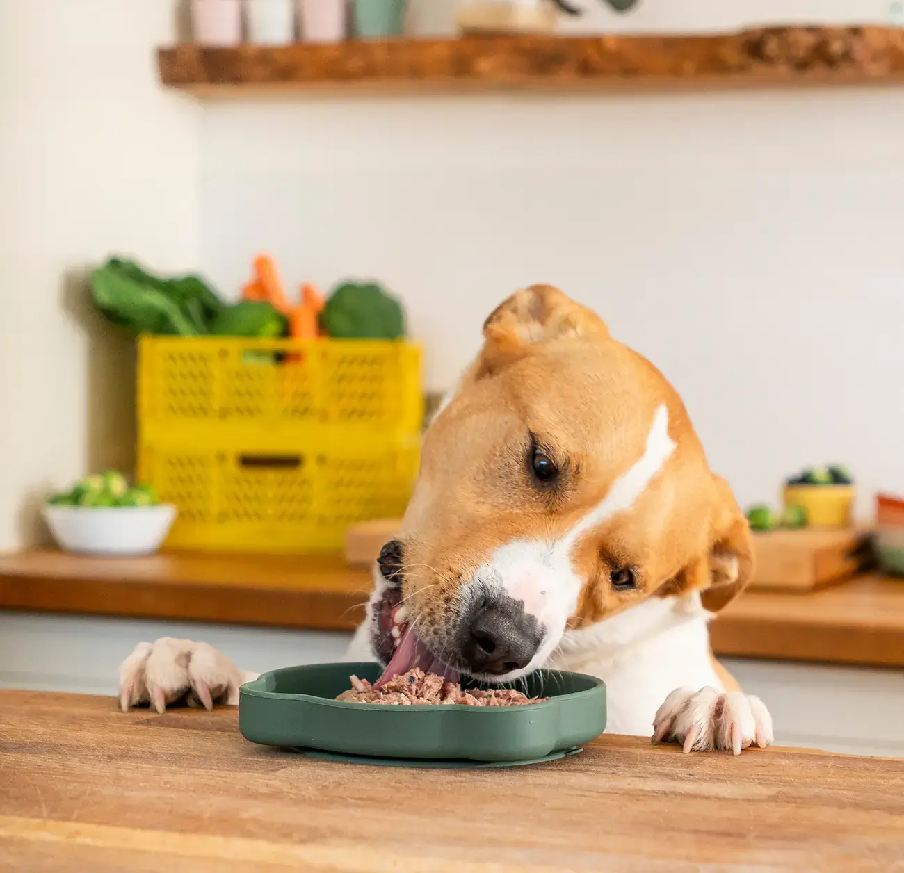 Dog Supplies Store -Dog Supplies Store New Homepage Hero April D